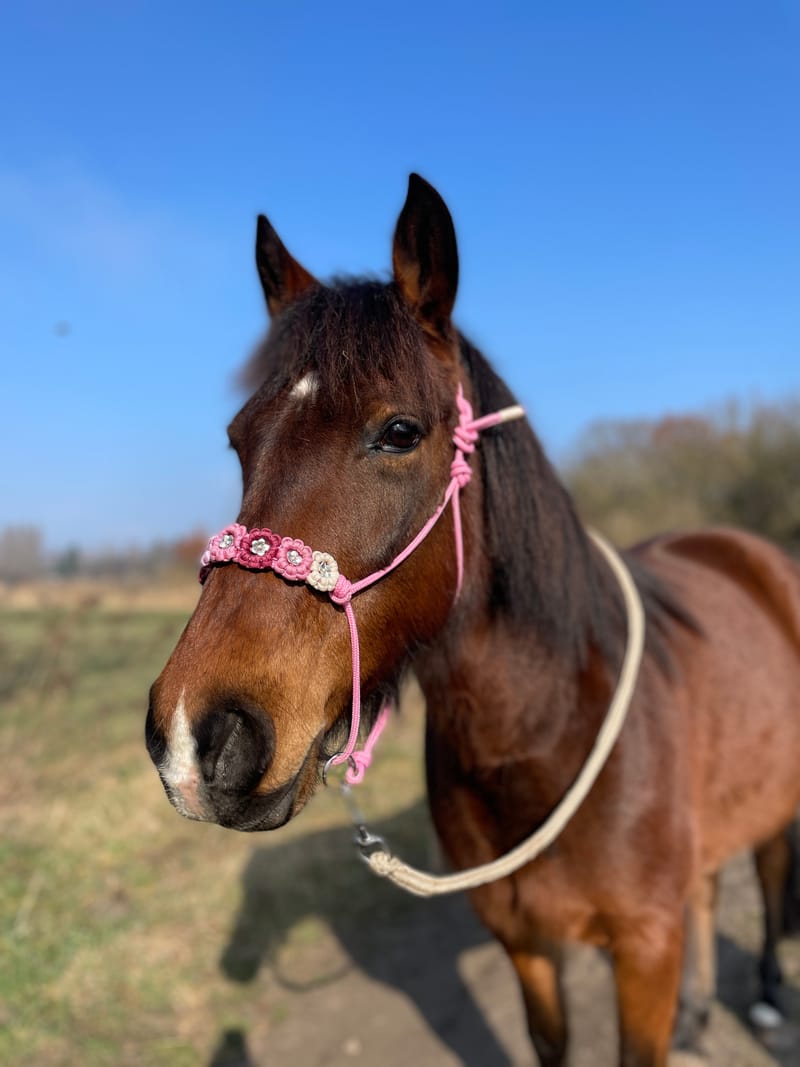 Dörthe, ein braunes Deutsches Reitpony mit rosa Halfter, vor blauem Himmel.