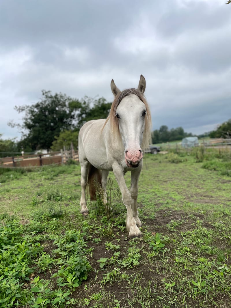 Elsi, ein helles Irish Cob, steht auf der Weide und schaut in die Kamera.