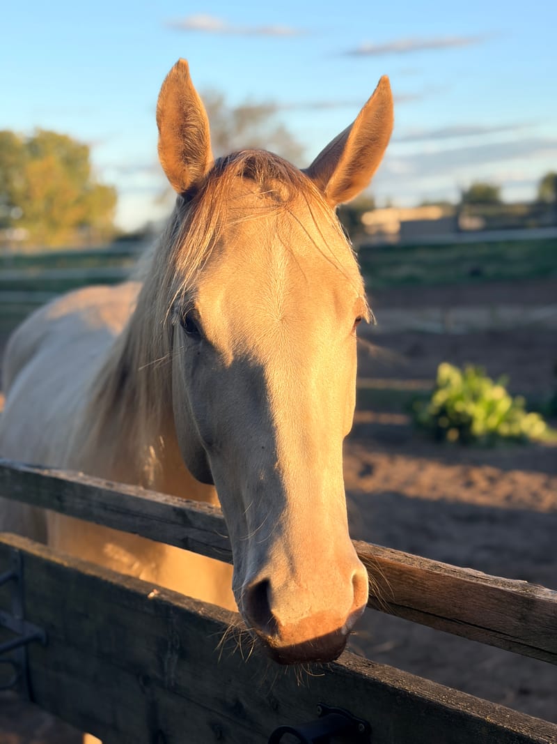 Grace, ein helles American Quarter Horse, schaut im Abendlicht über einen Holzzaun.