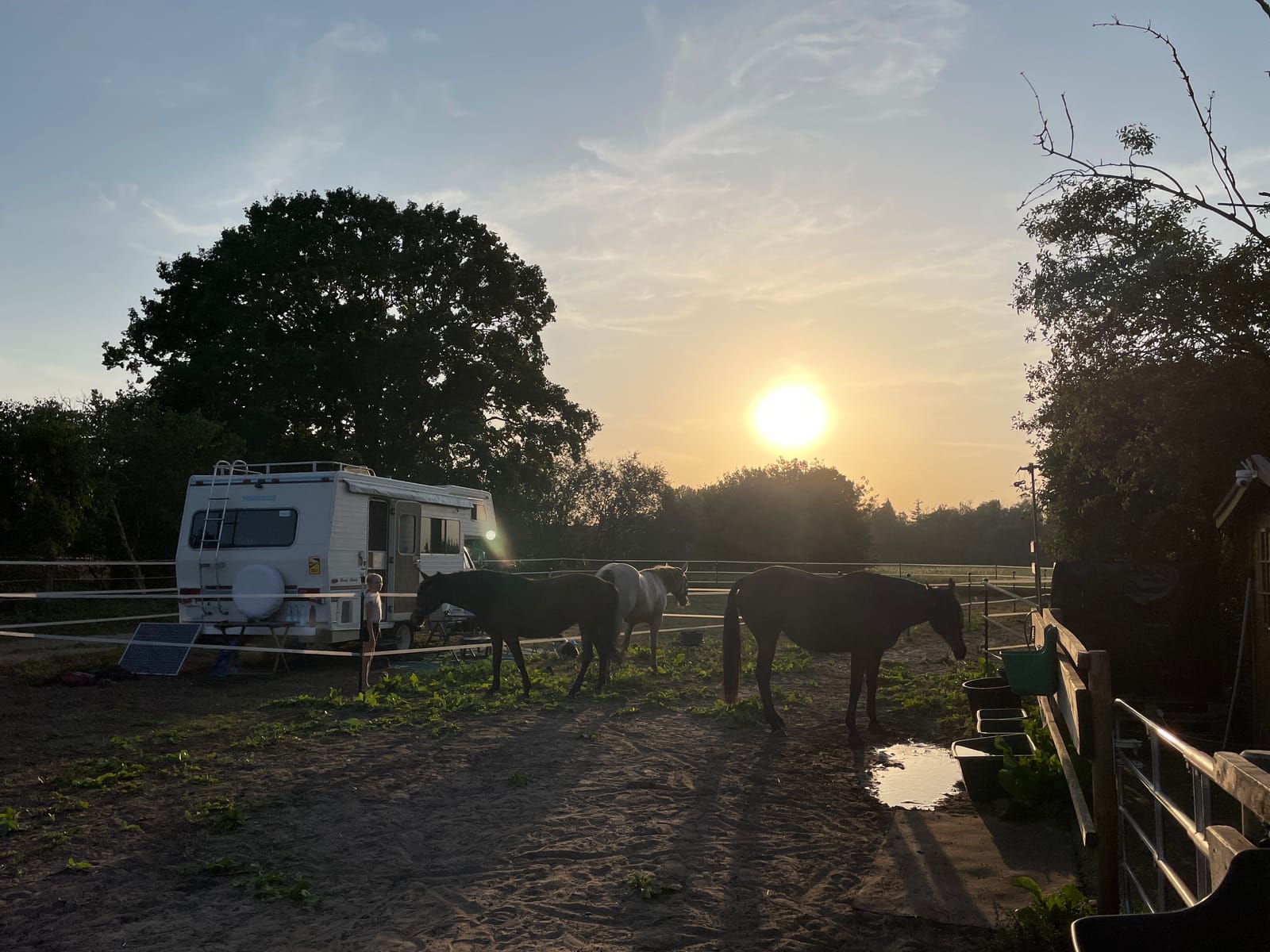 Pferde auf dem Paddock bei Sonnenuntergang, daneben ein Wohnmobil und große Bäume.