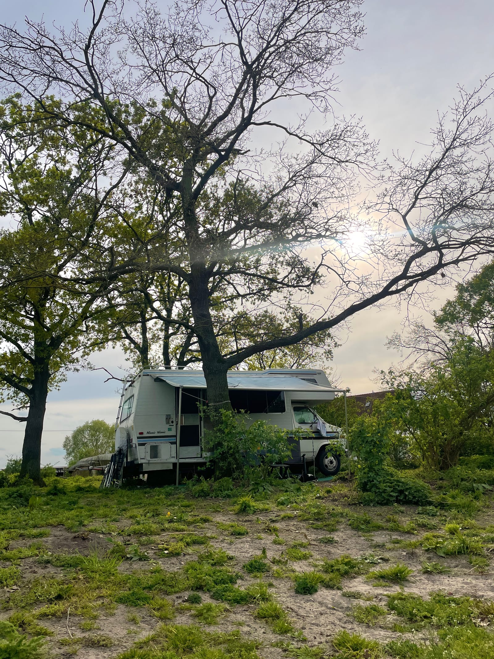 Ein großer alter Baum mit weit ausladenden Ästen über einer Wiese, darunter ein Wohnmobil.