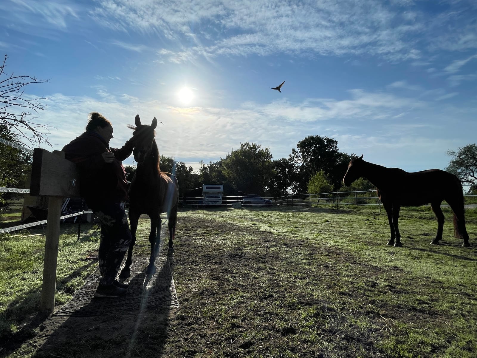 Im Gegenlicht zeichnen sich eine Person mit Pferd und ein weiteres Pferd als Silhouetten auf der Koppel ab.
