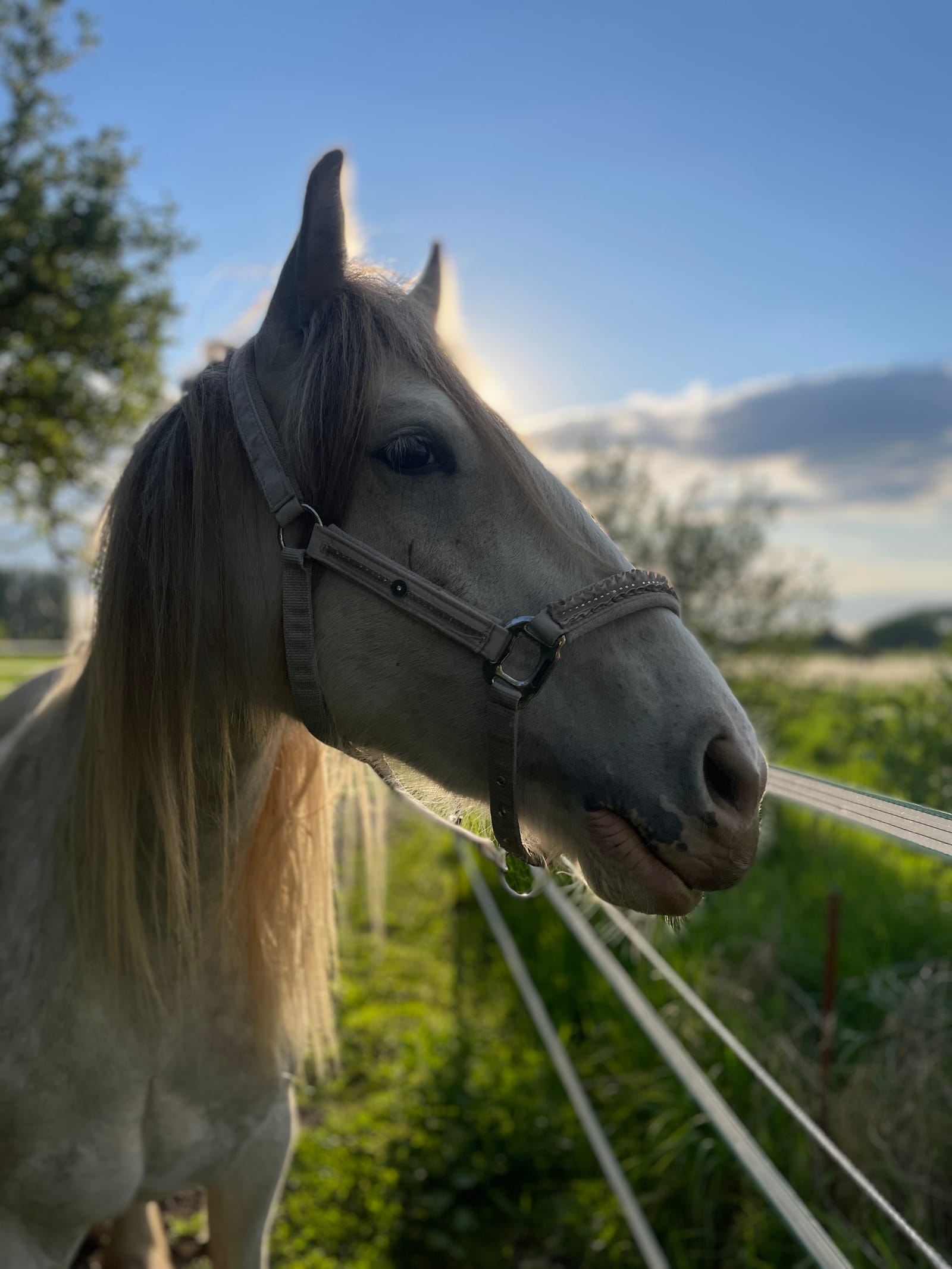 Nahaufnahme eines hellen Pferdekopfes mit Halfter am Zaun vor blauem Himmel.